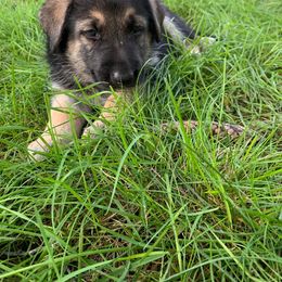 German Shepherd Puppies from JayDee's Proud K911