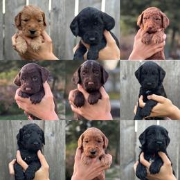Shepherds Pie - Apricot male Goldendoodle puppy in Snohomish, Washington from Doodles of Snohomish