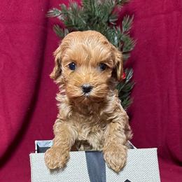 Paprika - CF0556 - Caramel red female Australian Labradoodle puppy in Easley, South Carolina from Royal Diamond Labradoodles