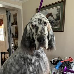 Chinese Cresteds and English Setters from Ambush Kennel