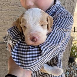 Argentina (Tina) - Red female Bernedoodle puppy in Surprise, Arizona from Huckleberry Doodles