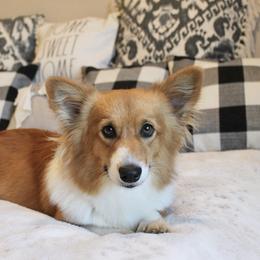 Barbie - Pembroke Welsh Corgi