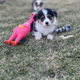 Australian Shepherd, Lagotto Romagnolo, and Pembroke Welsh Corgi Puppies from SS Australian Shepherds