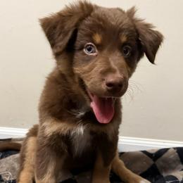Aurora - Red tri-color female Australian Shepherd puppy in East Hartford, Connecticut from CT Aussies