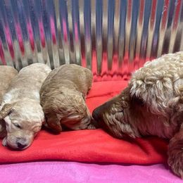 Poodle Puppies from Pampered Pawz
