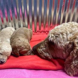Poodle Puppies from Pampered Pawz