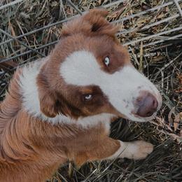Ty - Australian Shepherd