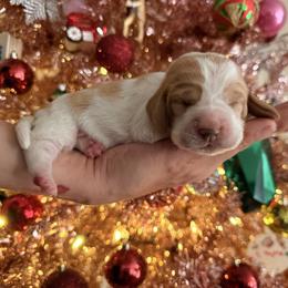 Stassi - Lemon and white female Basset Hound puppy in Lubbock, Texas from Hound House