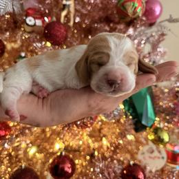 Stassi - Lemon and white female Basset Hound puppy in Lubbock, Texas from Hound House