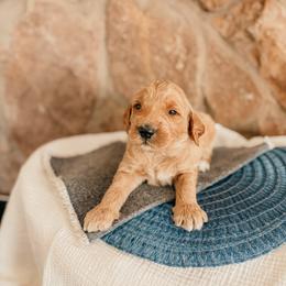 Revere - Apricot male Goldendoodle puppy in Yukon, Oklahoma from Bows and Ties Doodles, LLC