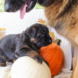 German Shepherd Puppies from House of Havoc GSDs
