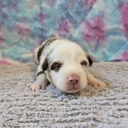 Boy 2 - Red merle male Miniature Australian Shepherd puppy in Church Hill, Tennessee from Hippie Dog Haven