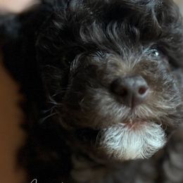 Megatron “Meggy” - Maltipoo puppy from Aprishew Maltipoo