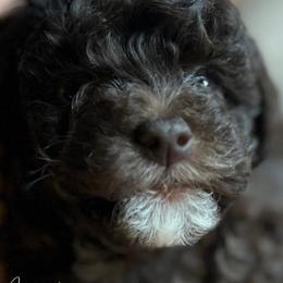 Megatron “Meggy” - Maltipoo puppy from Aprishew Maltipoo