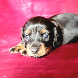 Dachshund Puppies from Lucky Dachshunds