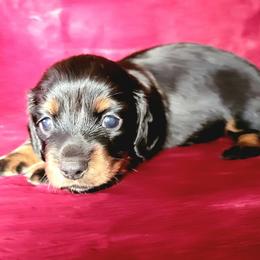 Dachshund Puppies from Lucky Dachshunds