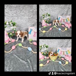 Reed - Blenheim Cavalier King Charles Spaniel puppy in Monticello, Arkansas from KC's Kingdom Cavaliers