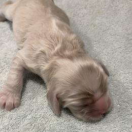 Girl 4 - Buff female Cocker Spaniel puppy in Rising Sun, Maryland from Palmtree Cockers
