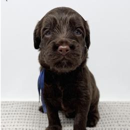 Achilles - Chocolate male Australian Labradoodle puppy in Sacramento, California from Little Farmstead Labradoodles