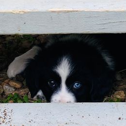 Miniature Australian Shepherd Puppies from Arch Hill Mini Aussies