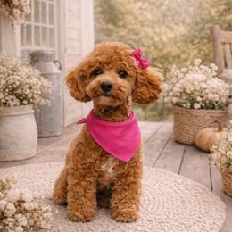Cavapoo puppies from Treasured Cavaliers of the Pacific Northwest