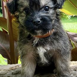 Button - Black and tan male Companion Cross puppy in Mankato, Minnesota from Tiny and Treasured