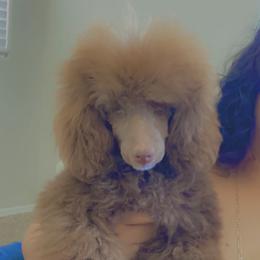 Coco - Poodle