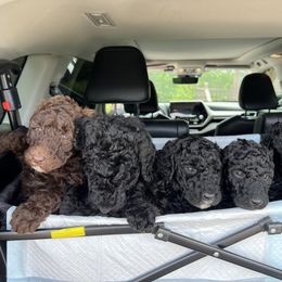 Bernedoodle Puppies from Krissy's Bernedoodles