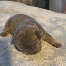 Pierre - Blue male French Bulldog puppy in Wolf Creek, Oregon from Dejah Bleu Bulldogs