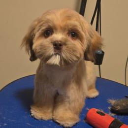 Ramen - Liver male Shih Tzu puppy in Henrico, Virginia from Wild Wind Shih Tzu