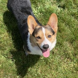 Porter - Pembroke Welsh Corgi