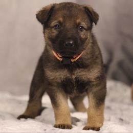 Glinda - Sable German Shepherd puppy in Hamptonburgh, New York from Uber Dem Bach German Shepherds
