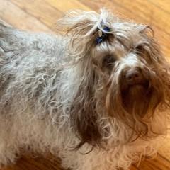 Amber - Russian Tsvetnaya Bolonka