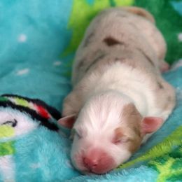MaiTai - Red merle female Australian Shepherd puppy in Springville, New York from RisingStar Australian Shepherds