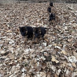 German Shepherd Puppies from Salty Raccoon Ranch German Shepherds