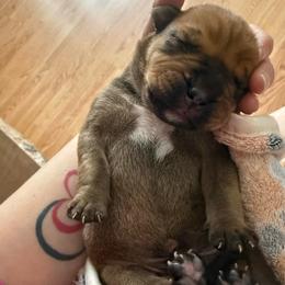Boy 1 - Red male Boerboel puppy in Rockford, Illinois from Adoraboerboels