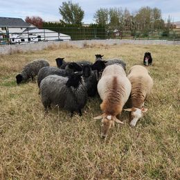 Australian Shepherd All Grown Up from Eventide Australian Shepherds
