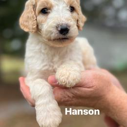 Hanson - Parti male Poodle puppy in Athens, Georgia from Alexander’s Standard Poodles