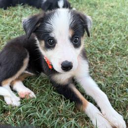 Annie - Orange - Tri-color female Border Collie puppy in Shawnee, Oklahoma from Cross K Working Collies - Pure Bred Border Collies