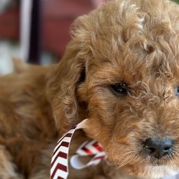 Nicholas - Red  Goldendoodle puppy in Bountiful, Utah from Stitching Doodles