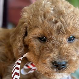 Nicholas - Red  Goldendoodle puppy in Bountiful, Utah from Stitching Doodles