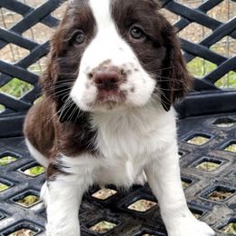 English Springer Spaniels from Top Gun Springers