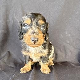 Boy 2 - Dapple male Dachshund puppy in Tonopah, Arizona from Brandie's Dachshunds