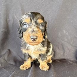 Boy 2 - Dapple male Dachshund puppy in Tonopah, Arizona from Brandie's Dachshunds
