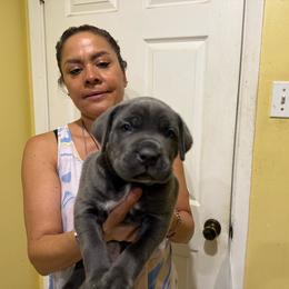 Grey 2 - Gray male Cane Corso puppy in Kaufman, Texas from Phantom Corsos