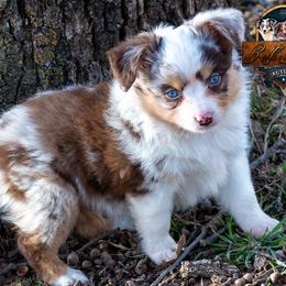 Linden - Red merle male Miniature Australian Shepherd puppy in Granbury, Texas from Best Little Aussies