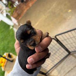 Female 1 - Blue and gold female Yorkshire Terrier puppy in Pomona, California from Carbajal Yorkshire Terriers