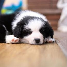 Border Collie Puppies from Hazelwood Border Collies