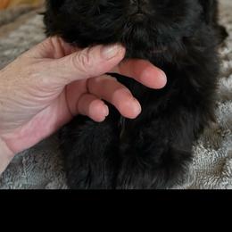 Girl 1 - Black female Shih Tzu puppy in Dallas, Texas from A Sassy Soul Shih-Tzu