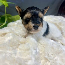 Natalie - Black tan and white female Biewer Terrier puppy in Winston Salem, North Carolina from LaythStone